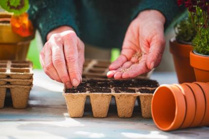 Žena sadi seme biljke
