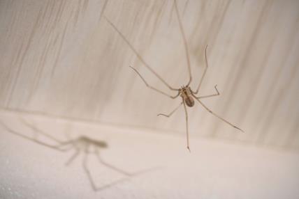 Pauk u mrež i njegova senka