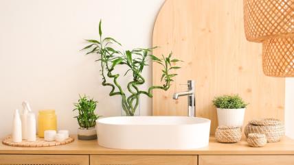 Bonsai pored lavaboa