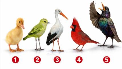 5 ptica za test ličnosti