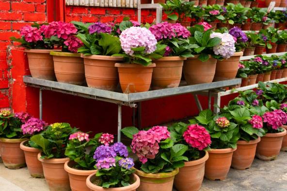 Hortenzije u saksijama