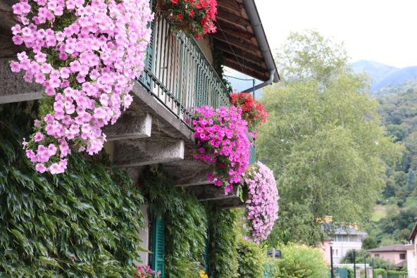 Surfinije