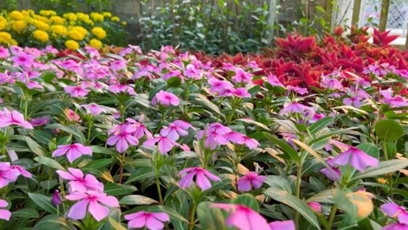 Great Gardening 1.jpg