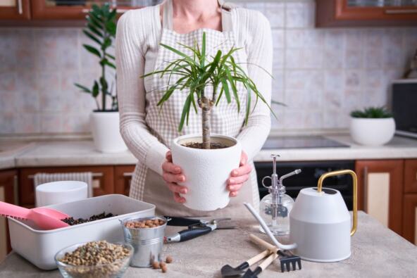 Dracena