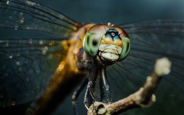 shutterstock_2442185887.jpg