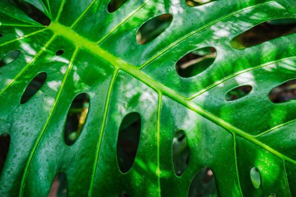 Zašto monstera nema rupe na listovima