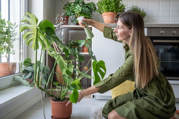 Zašto monstera nema rupe na listovima