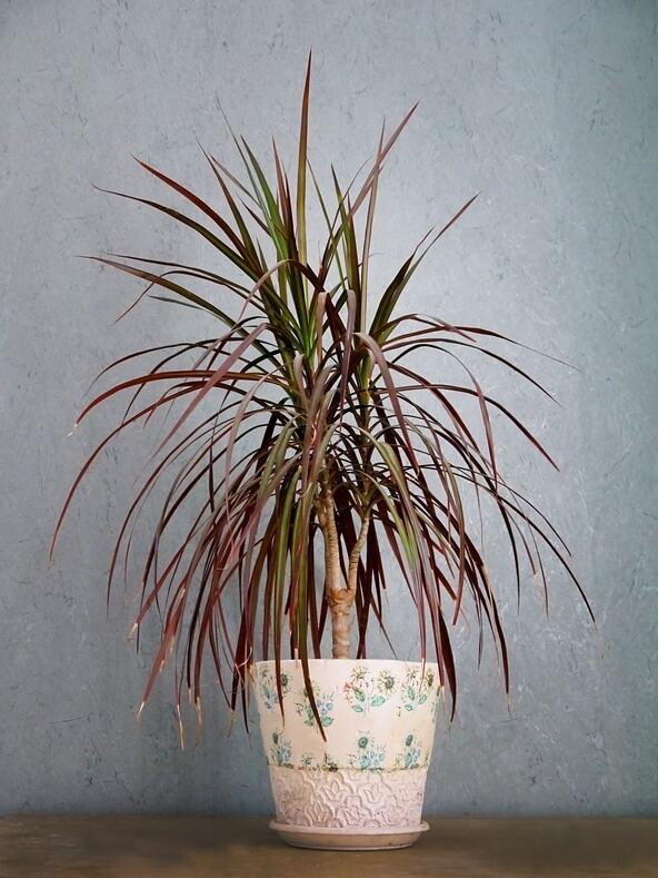 dracena_1554583400.jpg