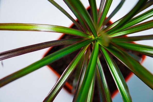 dracena_1554583400.jpg