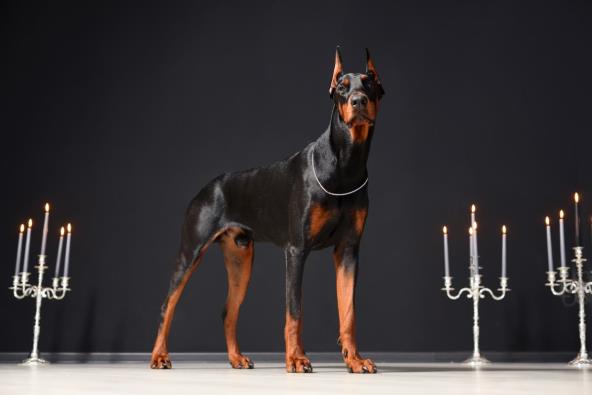 shutterstock_1341866606.jpg