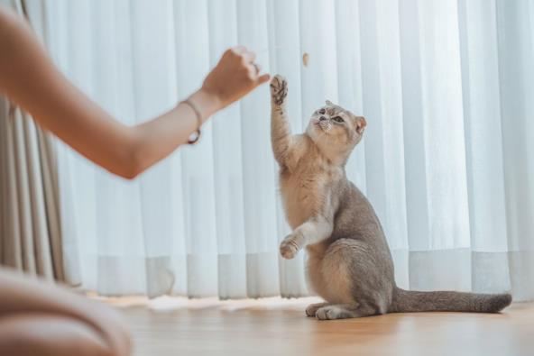 10 gestova koje mačke poslušaju bez pogovora