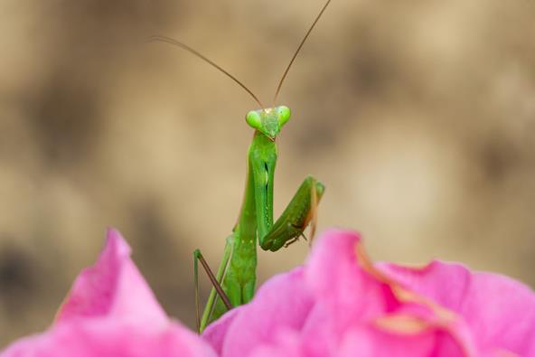 shutterstock_1932397718.jpg