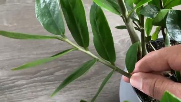 Proces razmnožavanja zamije