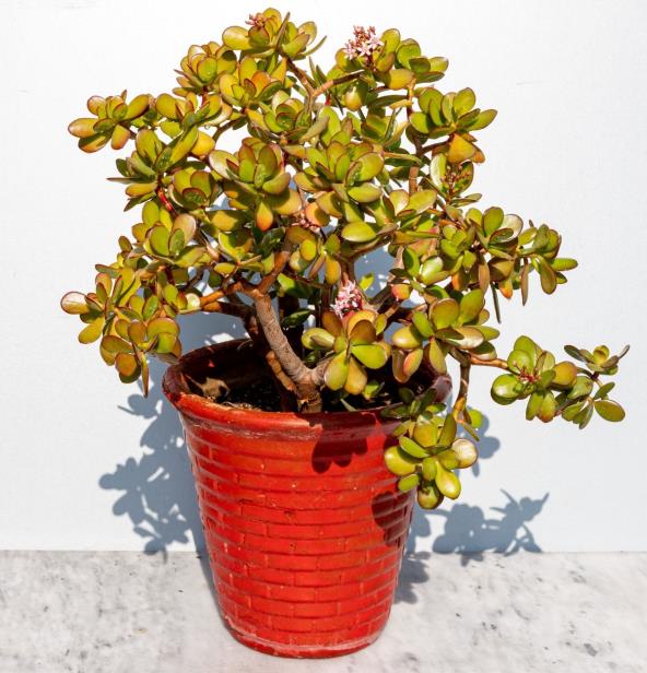 Krasula u crvenoj saksiji