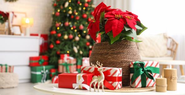 Božićna zvezda i jelka