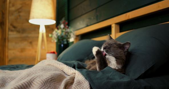 Mačka u krevetu