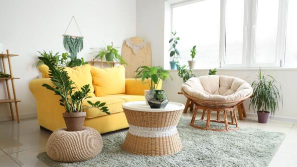 Zamija u dnevnoj sobi