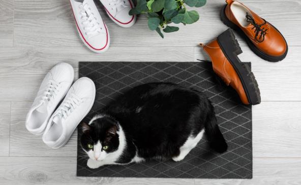 Patike, cipele i mačka na otiraču