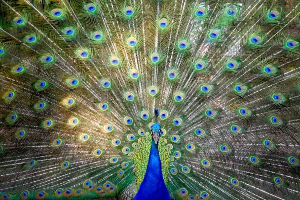 Paun se šepuri svojim perjem