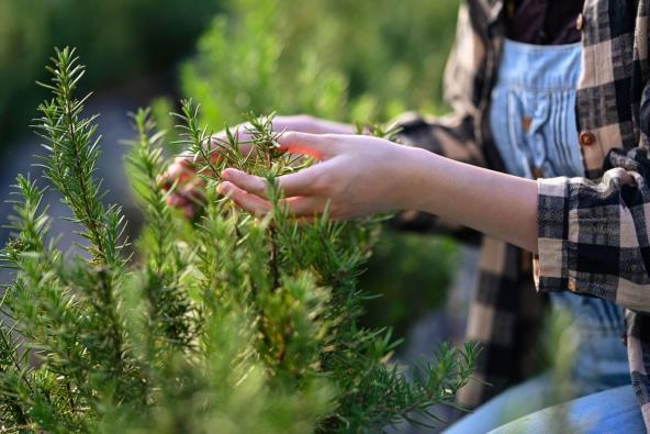 Žena gleda ruzmarin
