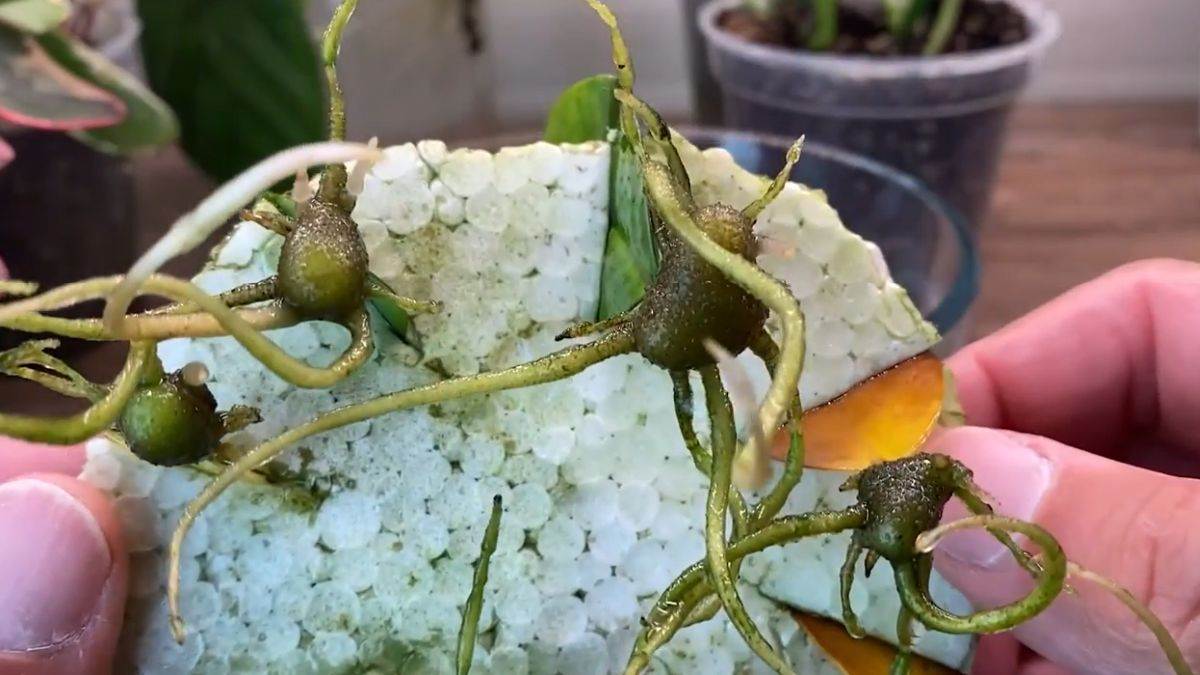 Proces razmnožavanja biljke zamija