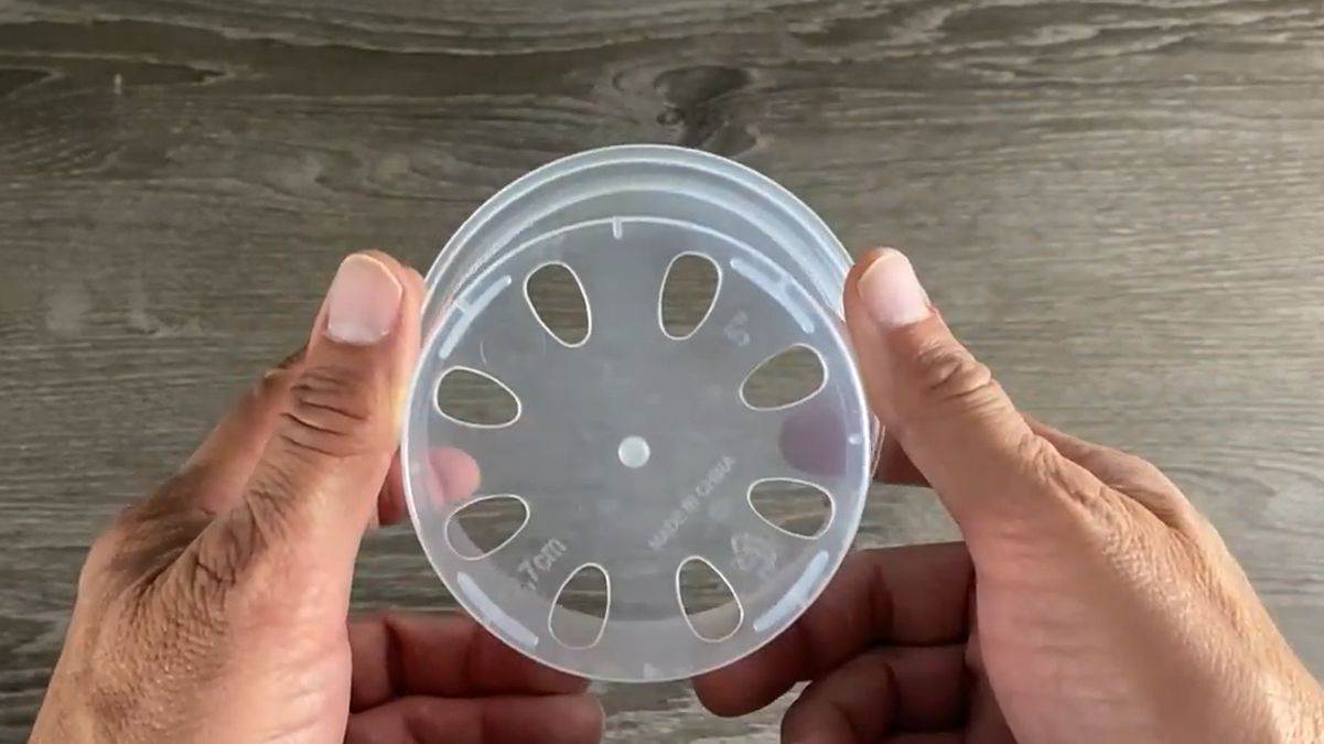 Proces razmnožavanja biljke zamija