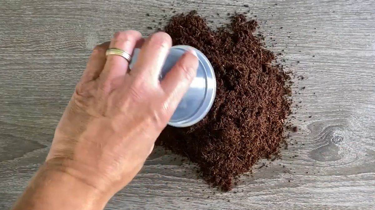 Proces razmnožavanja biljke zamija