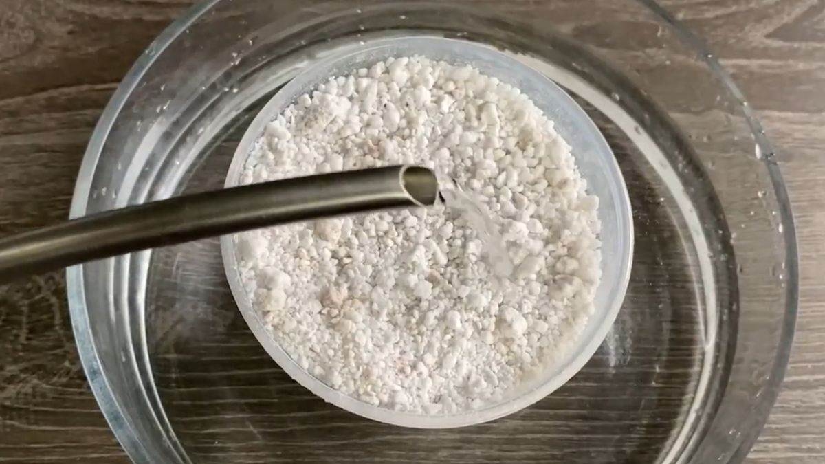 Proces razmnožavanja biljke zamija