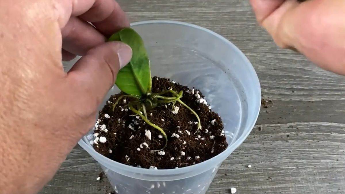 Proces razmnožavanja biljke zamija