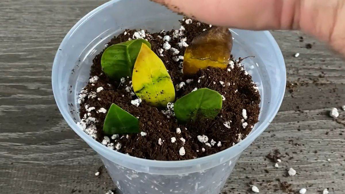 Proces razmnožavanja biljke zamija