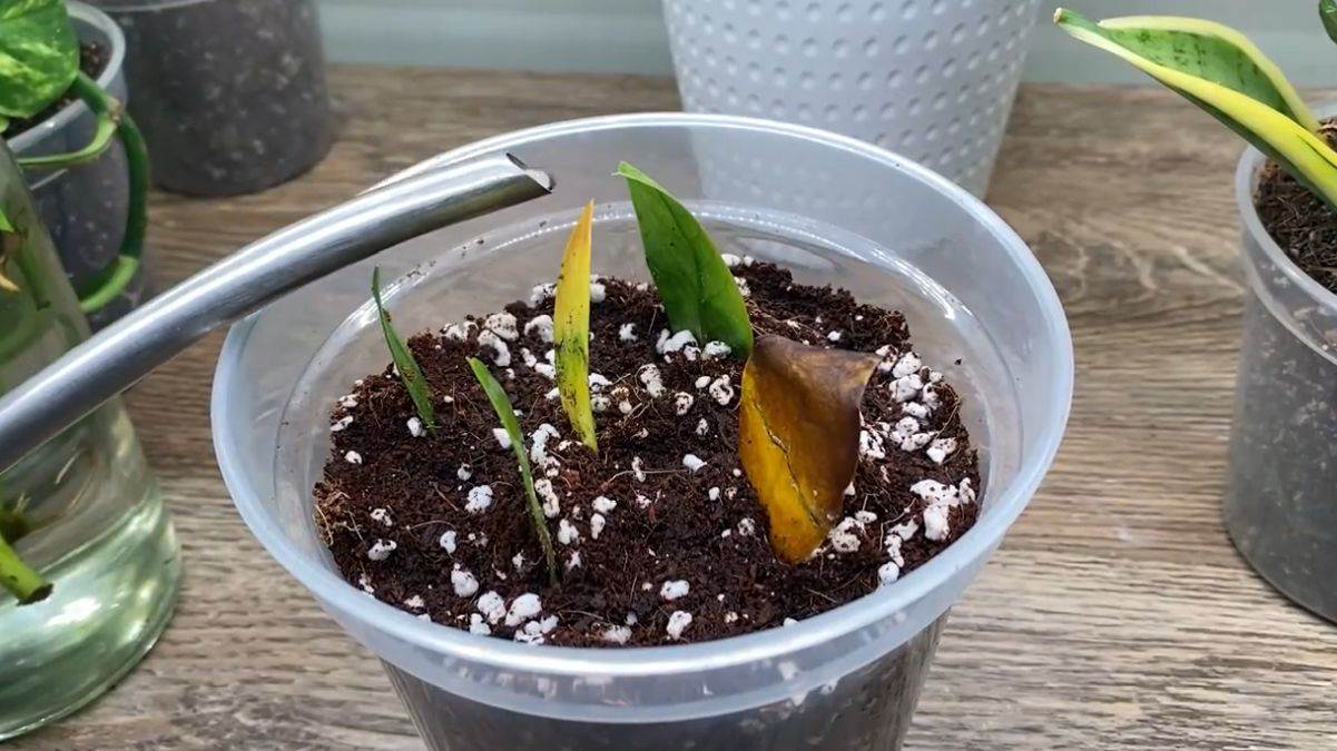 Proces razmnožavanja biljke zamija