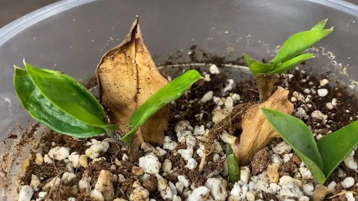 Proces razmnožavanja biljke zamija