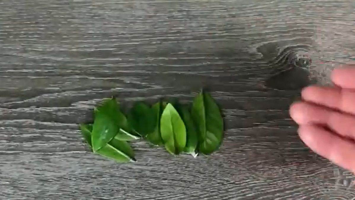 Proces razmnožavanja zamije