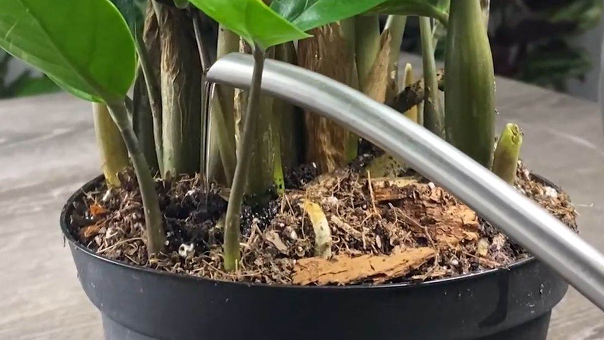 Proces razmnožavanja zamije