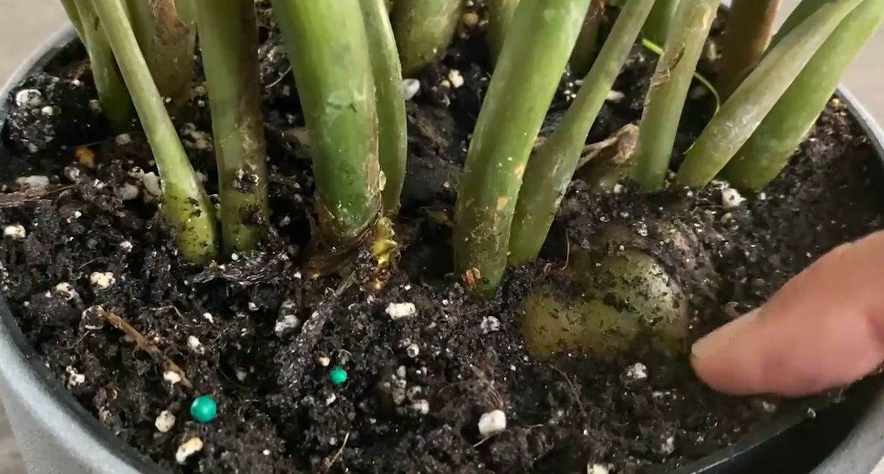 Proces razmnožavanja zamije