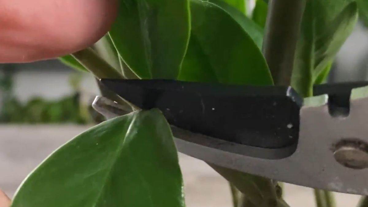 Proces razmnožavanja zamije