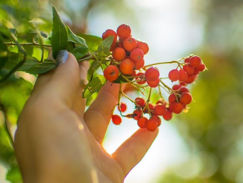 Sorbus aucuparia_1153898416