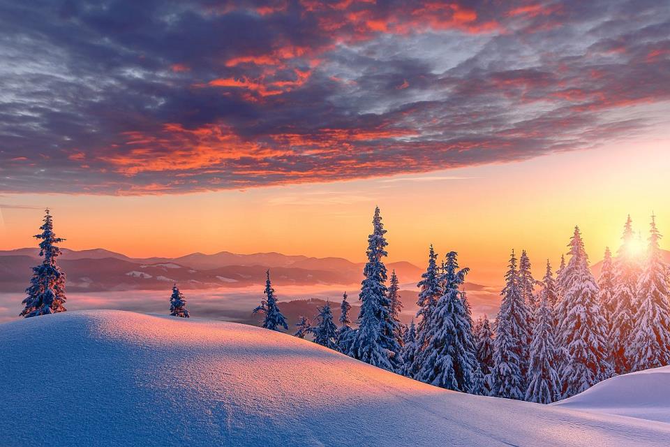 zimska kratkodnevica.