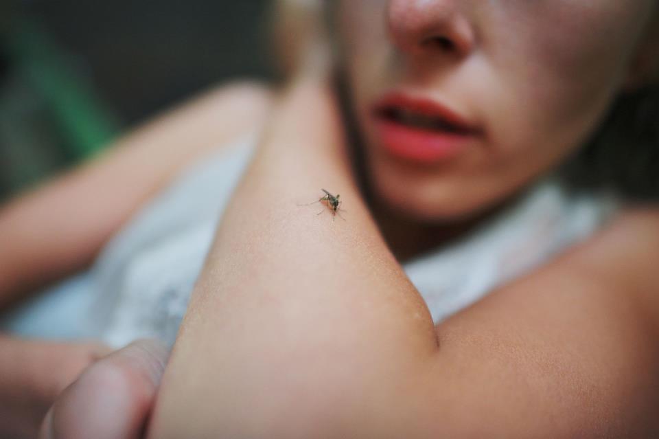 Prirodna sredstva protiv komaraca i buba.