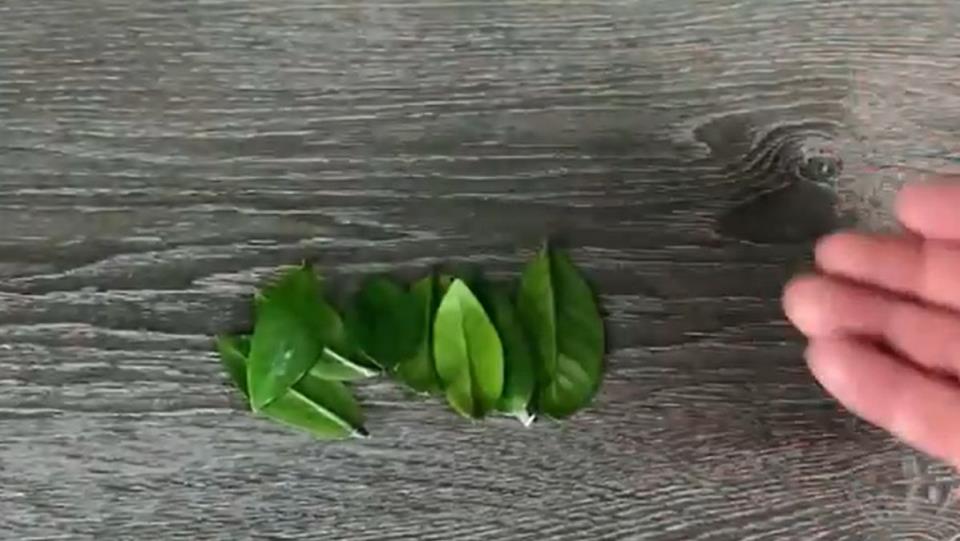 Proces razmnožavanja zamije