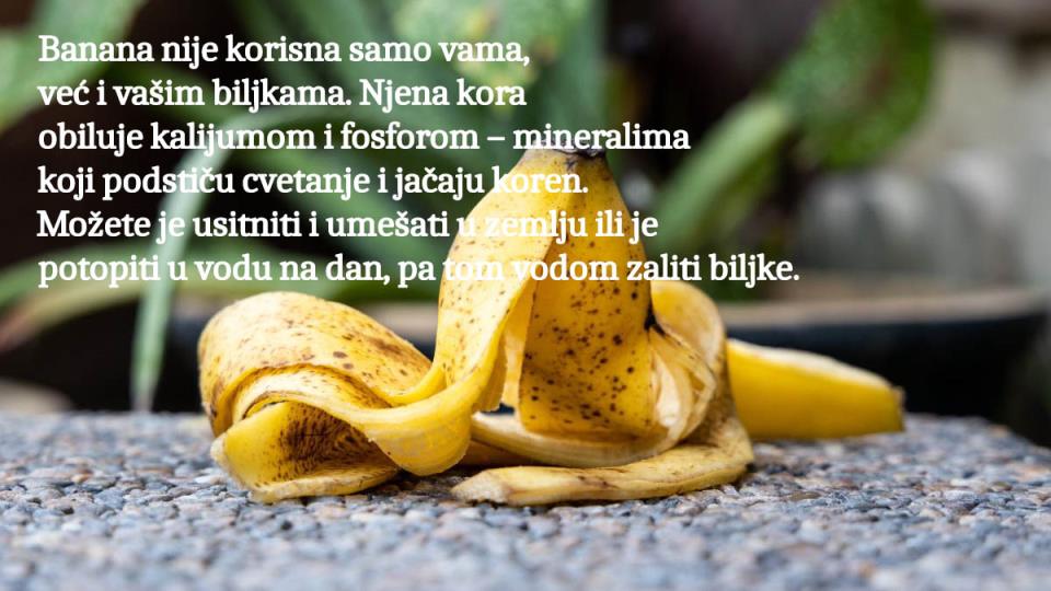 kora od banane copy 2.jpg