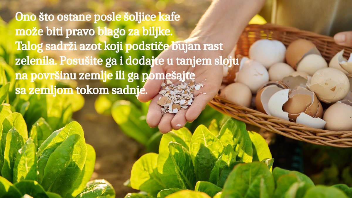 ljuske od jaja copy 2.jpg