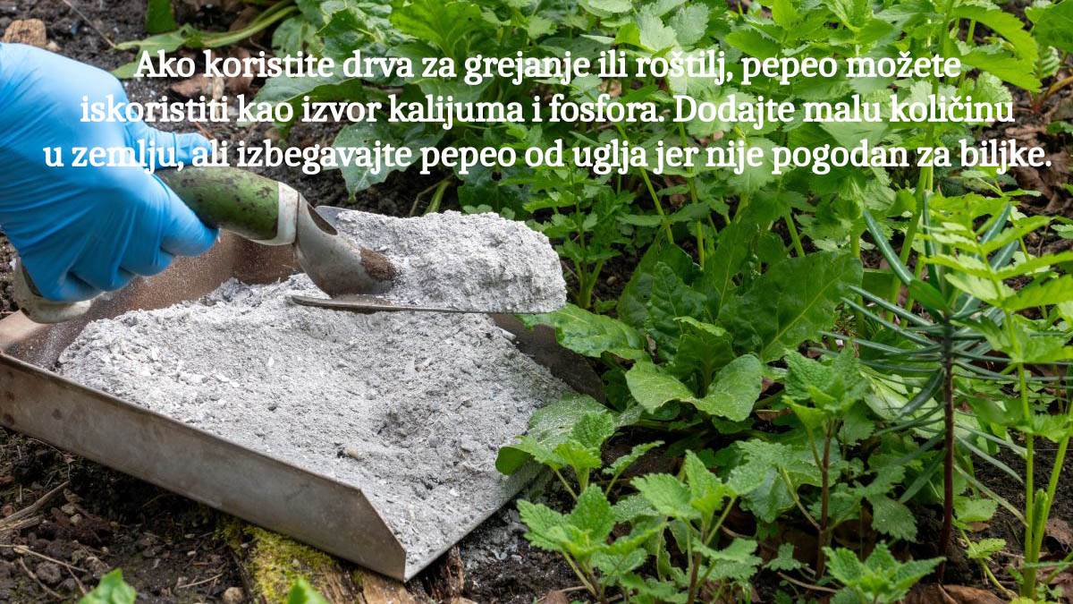 pepeo do drveta copy 2.jpg