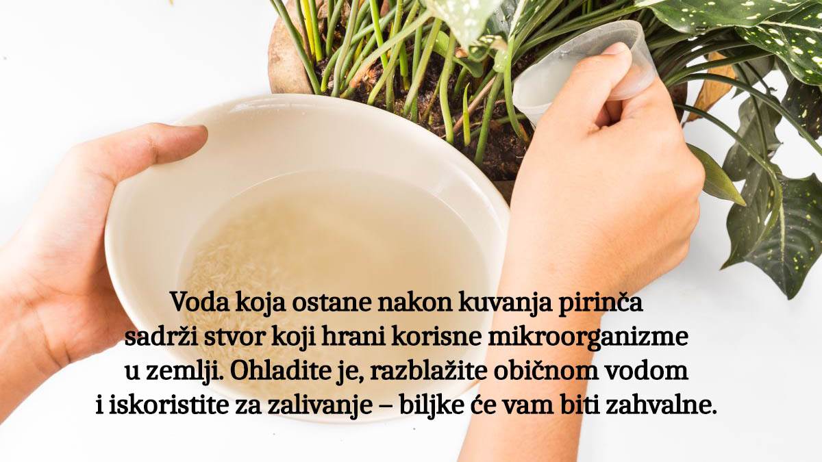 pirinčana voda copy 2.jpg