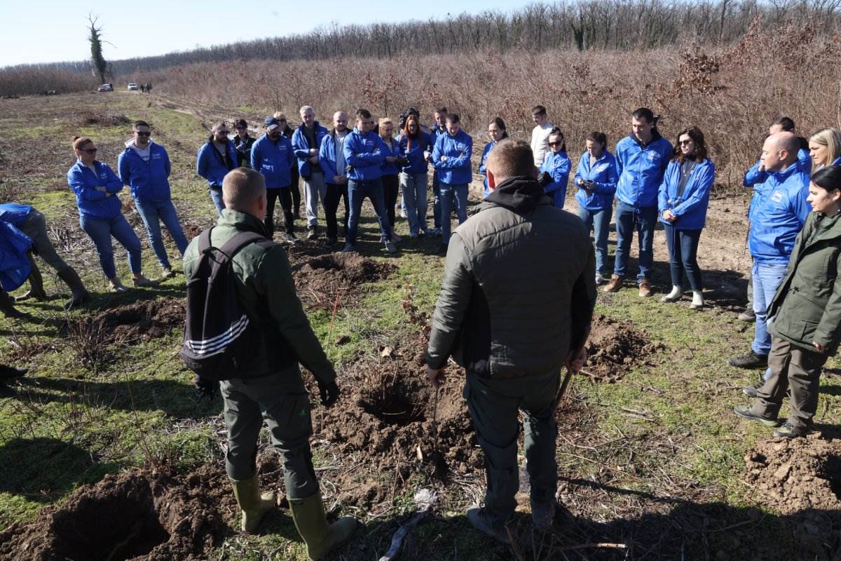 Zasadi drvo Petar Aleksić 6.jpg