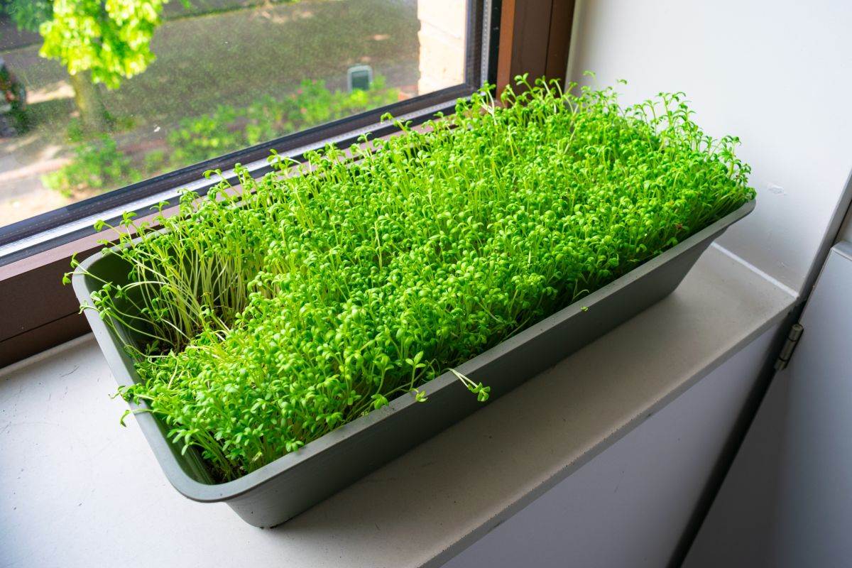 Kresa salata u žardinjeri